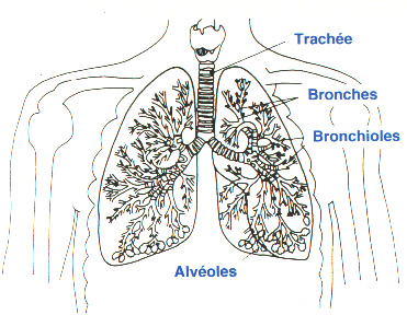 dessin poumons